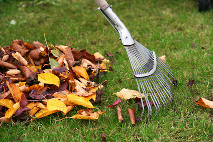 Fall cleanups