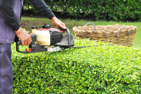 Hedge trimming