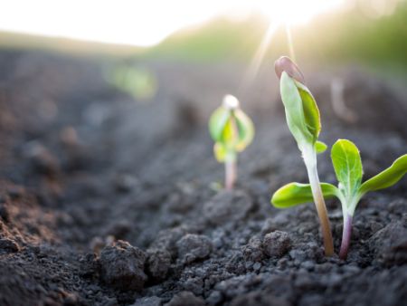 Plantings