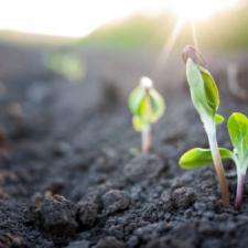 Plantings