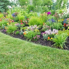 Planting Shrubs and Trees the Right Way in Hudson Valley Soils